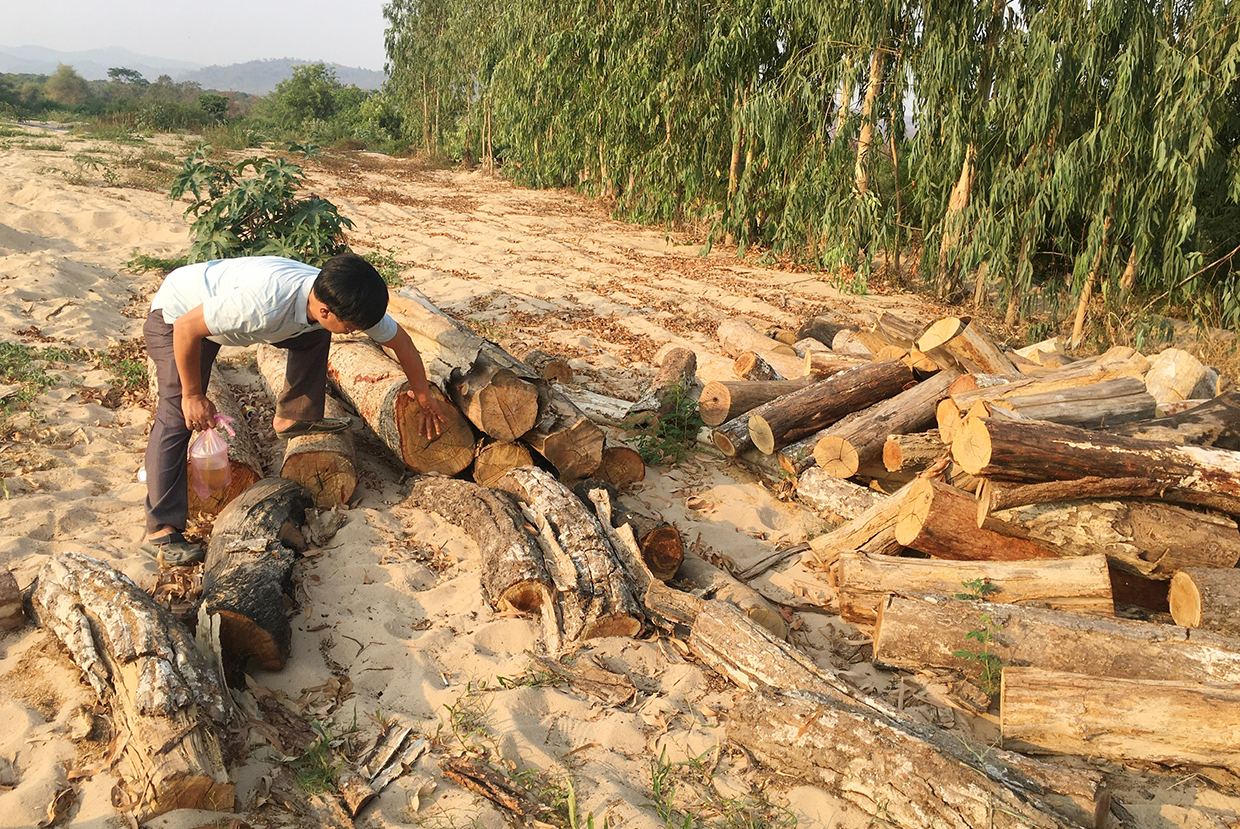  Khối lượng củi gỗ tự nhiên tại các điểm tập kết do P.V Báo Gia Lai phát hiện và báo cho Kiểm lâm huyện Ia Pa là gần 14,5 ster củi. Ảnh: Quang Tấn