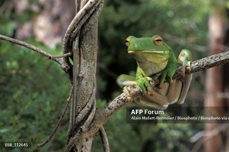 Litoria mira là họ hàng gần nhất của ếch cây xanh Australia. Ảnh: AFP