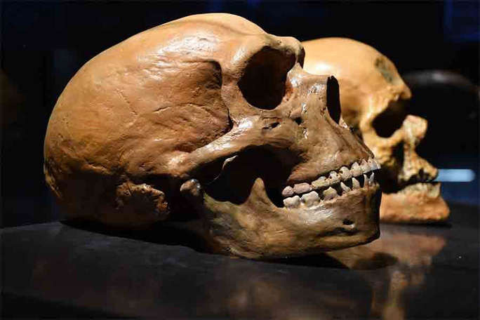 Hộp sọ Neanderthals có kích cỡ vượt trội để chứa đựng bộ não lớn - Ảnh: Bảo tàng Hoàng gia Trung Phi
