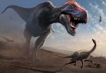 Khủng long bạo chúa (T.Rex) sẽ cúi xuống và đớp lấy con mồi. Ảnh: AFP