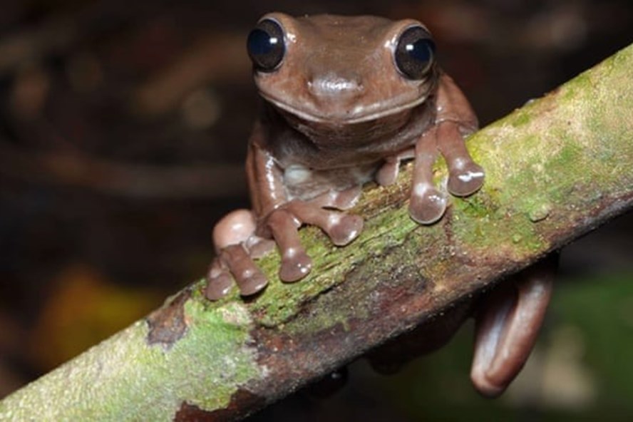 Loài ếch mới được gọi là ếch sôcôla bởi làn da màu nâu bóng đặc trưng của chúng. Ảnh: Bảo tàng Queensland