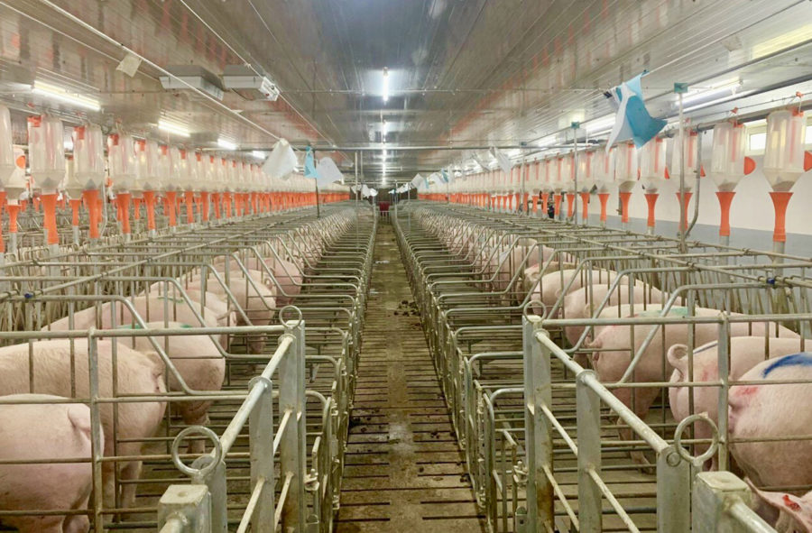 Trang trại chăn nuôi heo thịt công nghệ cao Ia Pa của Công ty cổ phần Nông nghiệp Navifarm được ứng dụng 100% công nghệ cao. Ảnh: Hà Duy