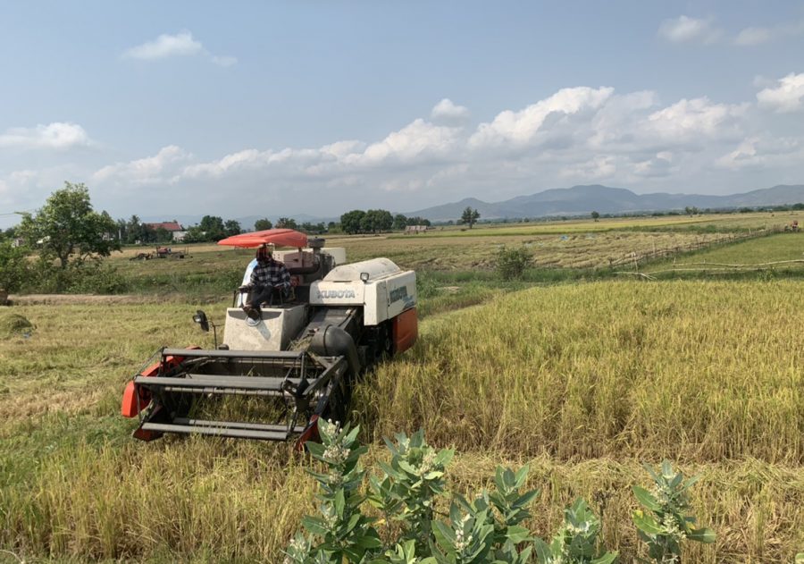 Mô hình liên kết trong sản xuất lúa gạo góp phần thúc đẩy tái cơ cấu ngành nông nghiệp theo hướng bền vững. Ảnh: Vũ Chi