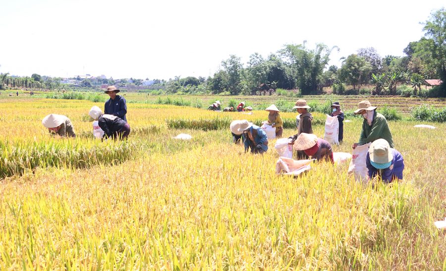 Nông dân làng Kê (thị trấn Chư Sê) thu hoạch lúa. Ảnh: Quang Tấn