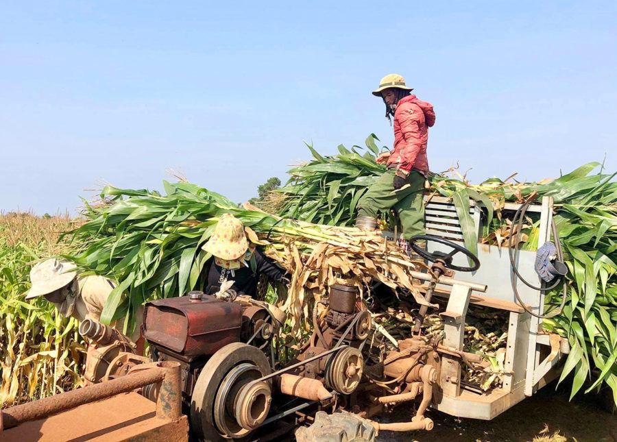 Người dân làng Amo (xã Bờ Ngoong, huyện Chư Sê) thu hoạch bắp sinh khối. Ảnh: Quang Tấn