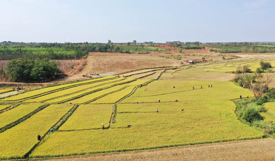 Vụ Đông Xuân thắng lợi toàn diện của nông dân Gia Lai. Ảnh: Nguyễn Diệp