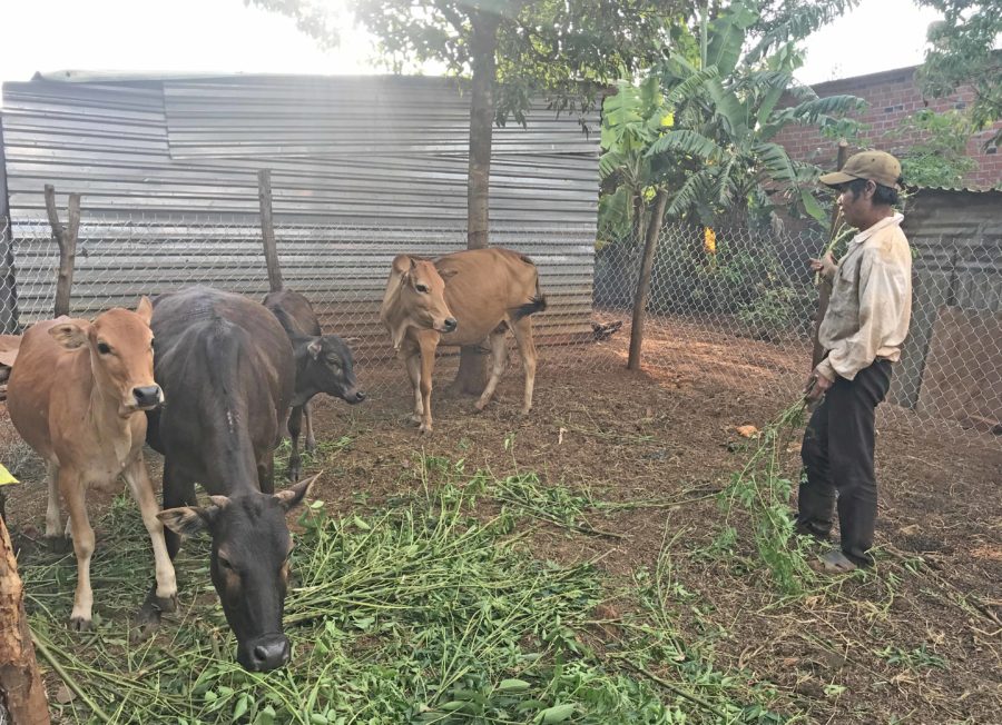 Đàn bò của ông Nhir đang bình phục sau khi được cán bộ thú y xã Ia Băng hướng dẫn chữa trị. Ảnh: Nguyễn Diệp