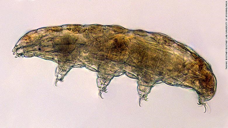 Tardigrade là sinh vật nhỏ bé, sống trong nước, thuộc nhóm các động vật có kích thước hiển vi có 8 chân. Dưới kính hiển vi, Tardigrade trông hơi giống những con gấu nhỏ - do đó có biệt danh là “gấu nước“. Gấu nước sẽ cùng với mực đuôi cộc đi lên trạm vũ trụ trong chuyến bay tháng 6 tới của SpaceX. Ảnh: NASA