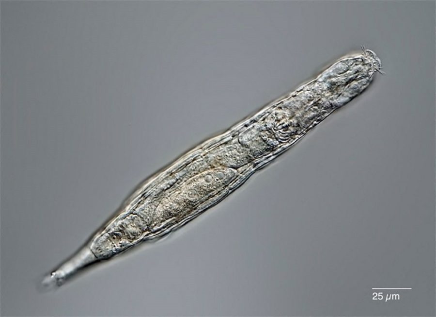 Loài luân trùng có khả năng sinh sản sau khi bị đóng băng 24.000 năm. Ảnh: AFP