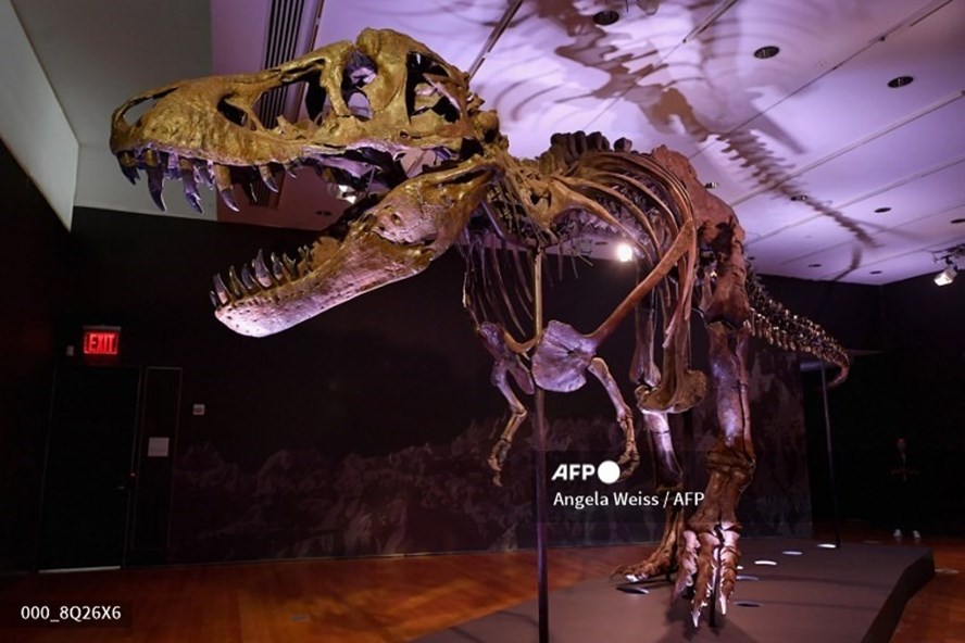 Ở tuổi 13, lực cắn của T.Rex đã có thể đạt tới 5.641 newton, tương đương với lực cắn của linh cẩu hoặc cá sấu. Ảnh: AFP