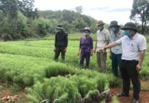 Ban Quản lý rừng phòng hộ Mang Yang chuẩn bị cây giống cho vụ trồng rừng mới. Ảnh: Quang Tấn