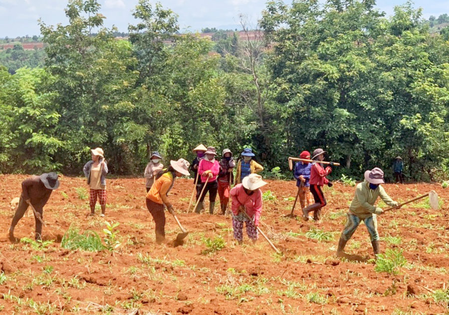 Hội viên phụ nữ làng Plên (xã Lơ Pang) trồng mì gây quỹ để giúp nhau có vốn phát triển kinh tế. Ảnh: Hồng Thương