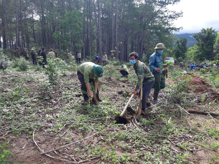 Lực lượng Ban Quản lý rừng phòng hộ Mang Yang và người dân tham gia trồng rừng. Ảnh: Nguyễn Diệp