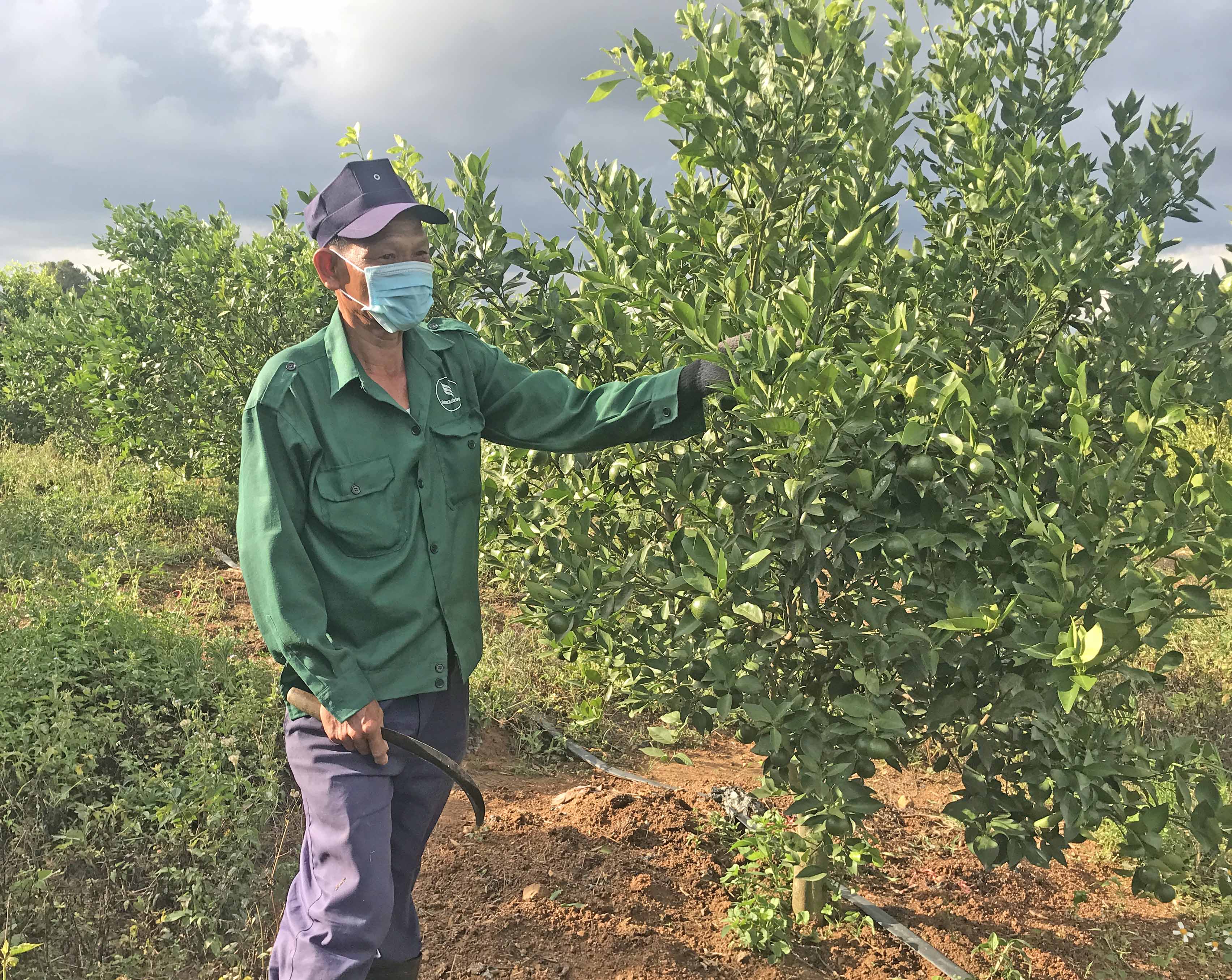 Vườn quýt đường đạt tiêu chuẩn VietGAP của ông Nguyễn Minh Đệ đang nuôi quả chờ thu hoạch