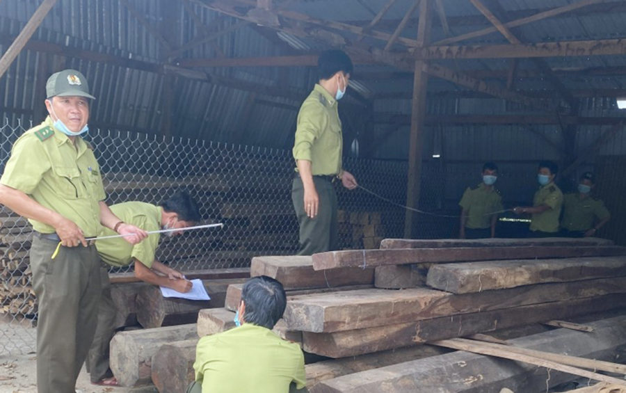  Lực lượng chức năng kiểm đếm số gỗ tại kho của Công ty TNHH một thành viên Hồng Hạnh Gia Lai. Ảnh: Lê Anh