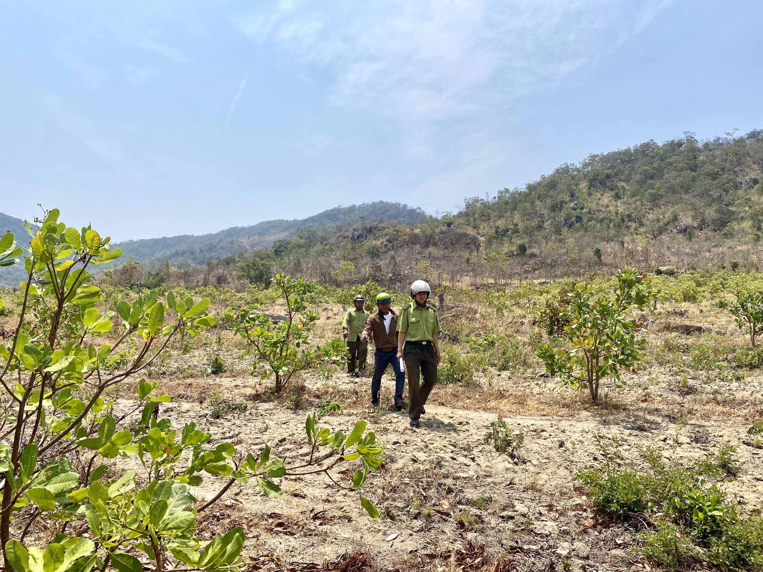 Lực lượng kiểm lâm huyện cùng  hộ nhận khoán cùng kiểm tra rừng