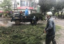  Công nhân Công ty cổ phần Công trình Đô thị Gia Lai dọn dẹp cây xanh ngã đổ tại đường Lê Hồng Phong. Ảnh: Nguyễn Diệp