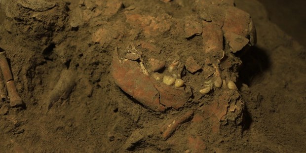 Phát hiện được xương hóa thạch của thời kỳ Toalean. Nguồn: businessinsider