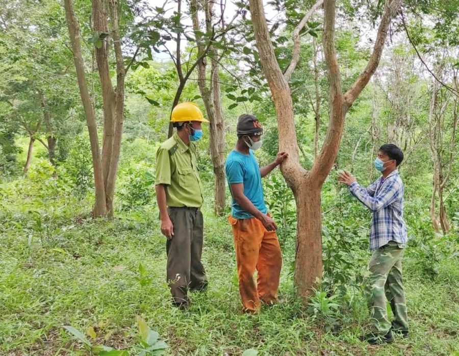 Dân làng A Lao chung tay bảo tồn giống cây quý. Ảnh: Hoành Sơn