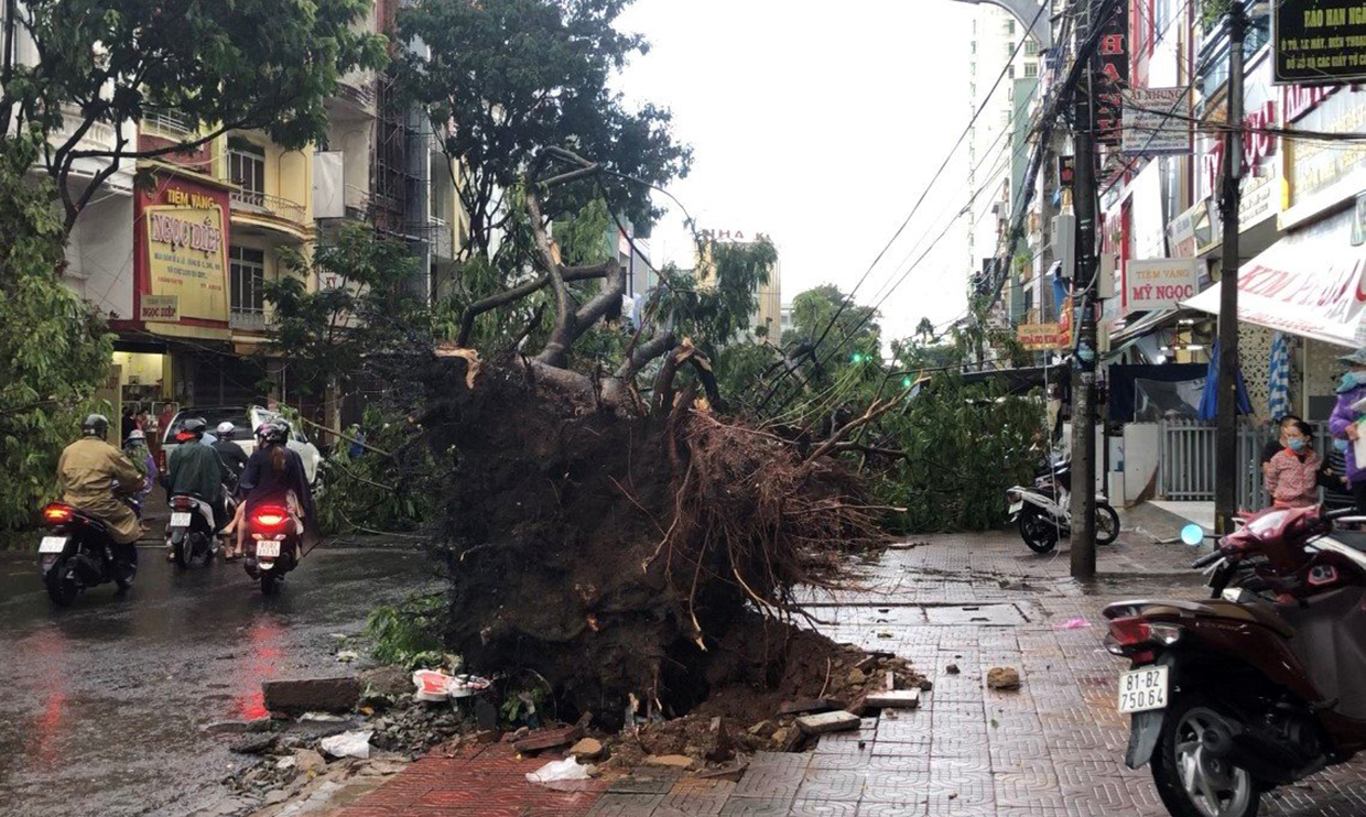  Có 8 cây xanh ngã đổ trên đường Hoàng Văn Thụ. Ảnh: Hồng Thương