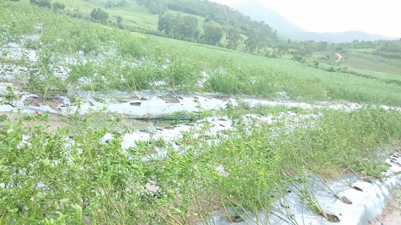 Cây ớt tại xã Hà Tam bị gió quật ngã.   Ảnh: Nguyễn Công Thư