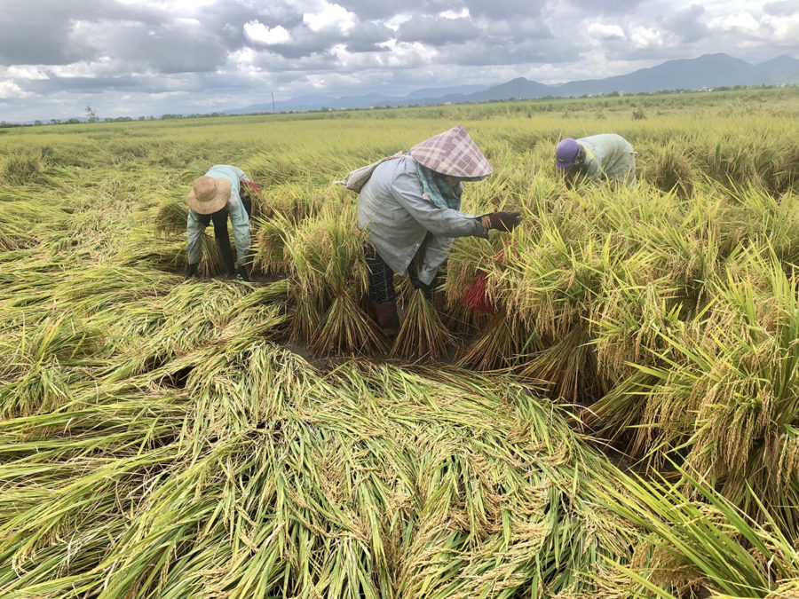  Ruộng lúa của gia đình chị Ksor H'Niu (thị trấn Phú Thiện) bị ngã đổ do mưa bão. Ảnh: Lê Nam