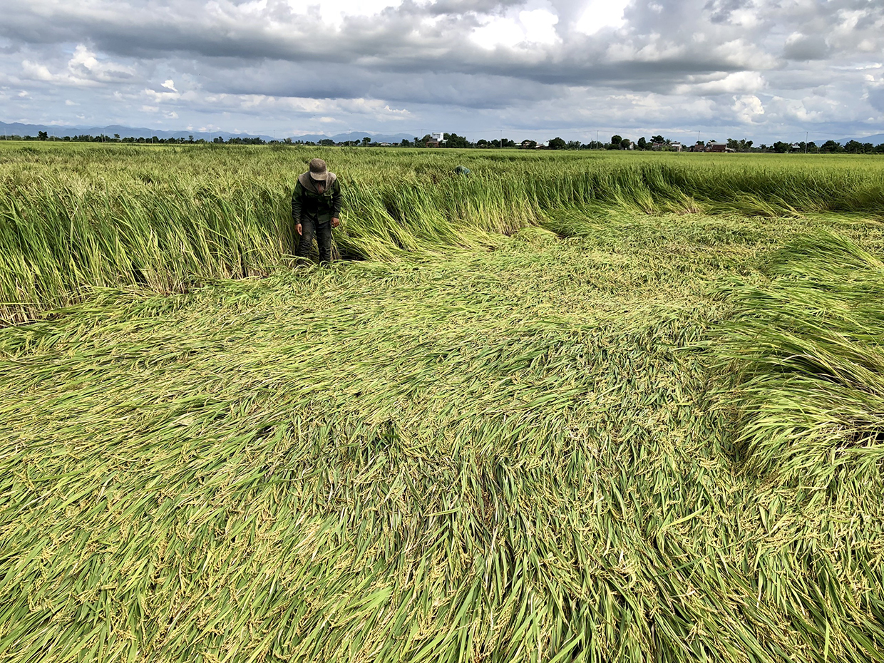 Nhiều diện tích lúa của người dân chuẩn bị thu hoạch đã bị gió quật ngã. Ảnh: Lê Nam
