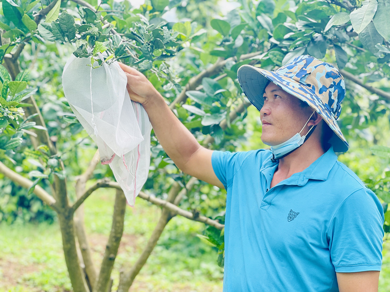 Anh Phạm Xuân Hưng chăm sóc vườn cà chua hơn 1.200 m2 trong nhà màng. Ảnh: Vũ Thảo