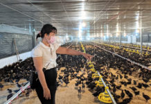   Việc ứng dụng công nghệ cao đã giúp chị Trần Thị Thủy Triều tiết giảm chi phí và nâng cao hiệu quả chăn nuôi. Ảnh: Nguyễn Hiền