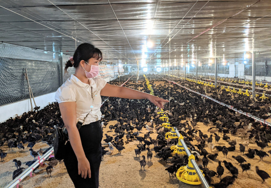   Việc ứng dụng công nghệ cao đã giúp chị Trần Thị Thủy Triều tiết giảm chi phí và nâng cao hiệu quả chăn nuôi. Ảnh: Nguyễn Hiền
