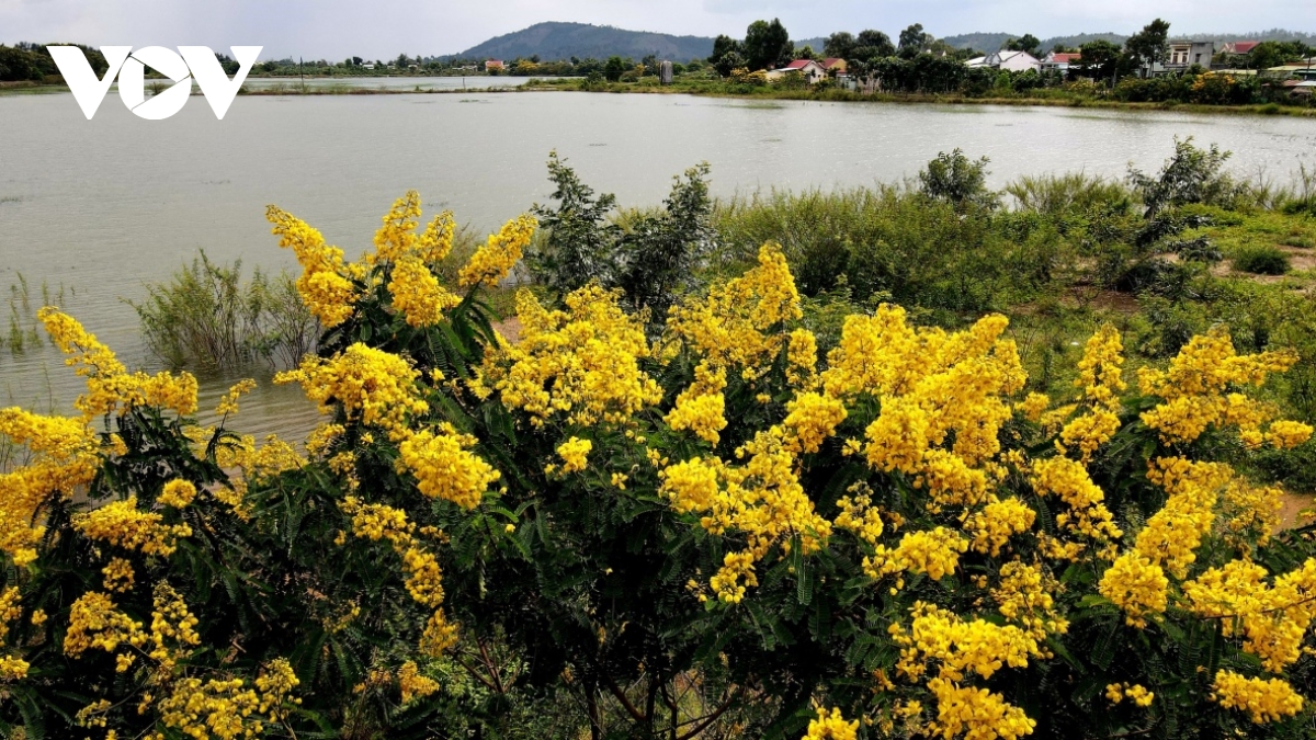 Tại Bàu Cạn, cây muồng vàng được trồng trải dài trên diện tích 400 ha chè, bao quanh hồ nước ngọt rộng 100 ha.