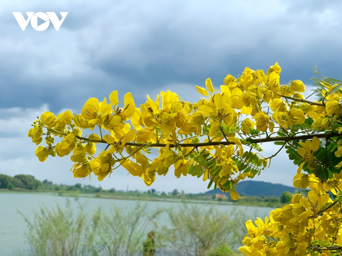 Nở rộ từ cuối tháng 9 đến tháng 12 hàng năm, hoa muồng vàng có màu sắc rất rực rỡ và hương thơm dịu nhẹ.