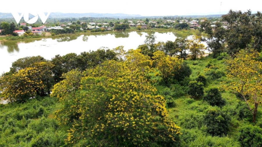Cách thành phố Pleiku chừng 25 km về phía Nam, muồng vàng được trồng nhiều ở nông trường chè Bàu Cạn (thôn Tây Hồ, xã Bàu Cạn, huyện Chư Prông).