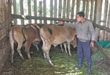 Nhân viên thú y Trung tâm Dịch vụ nông nghiệp huyện Đak Đoa tiêm phòng bệnh viêm da nổi cục cho đàn bò của người dân. Ảnh: Nguyễn Diệp