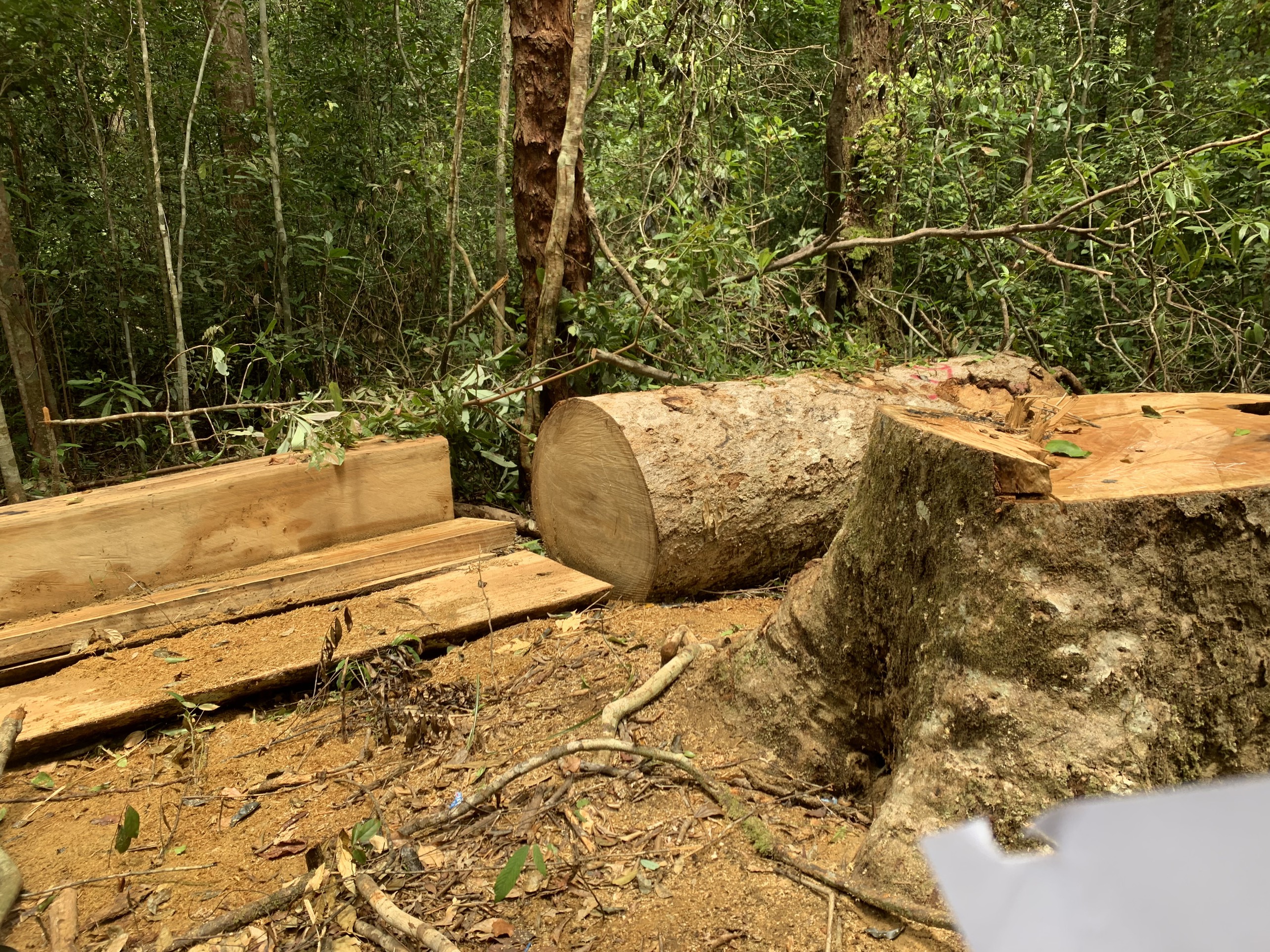 Cây gỗ dổi bị các đối tượng khai thác. Ảnh Lê Anh