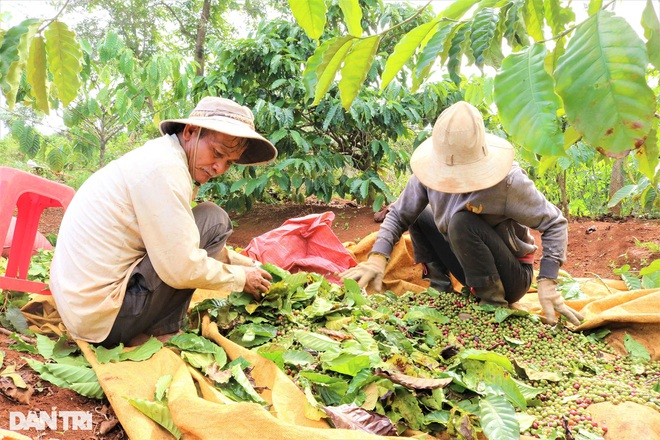 Nhà vườn Gia Lai chạy đua tuyển nhân công hái cà phê  - 4