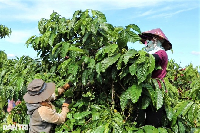 Nhà vườn Gia Lai chạy đua tuyển nhân công hái cà phê  - 2
