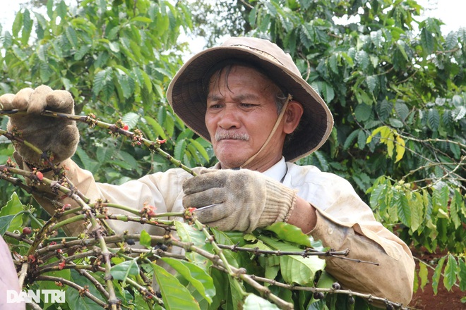 Nhà vườn Gia Lai chạy đua tuyển nhân công hái cà phê  - 3