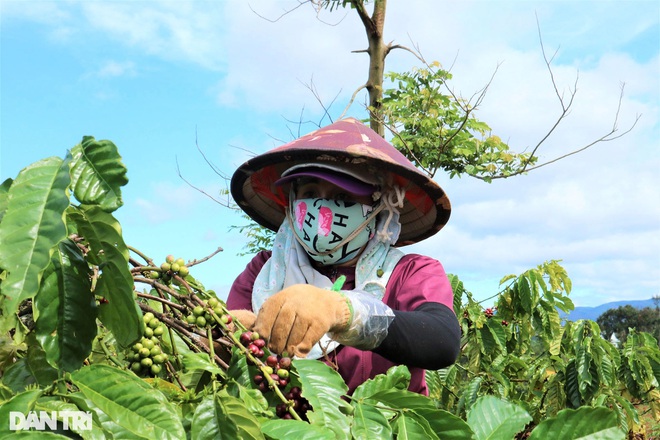 Nhà vườn Gia Lai chạy đua tuyển nhân công hái cà phê  - 9