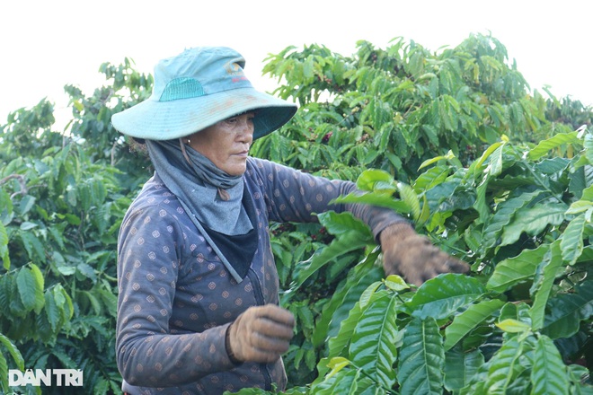Nhà vườn Gia Lai chạy đua tuyển nhân công hái cà phê  - 8