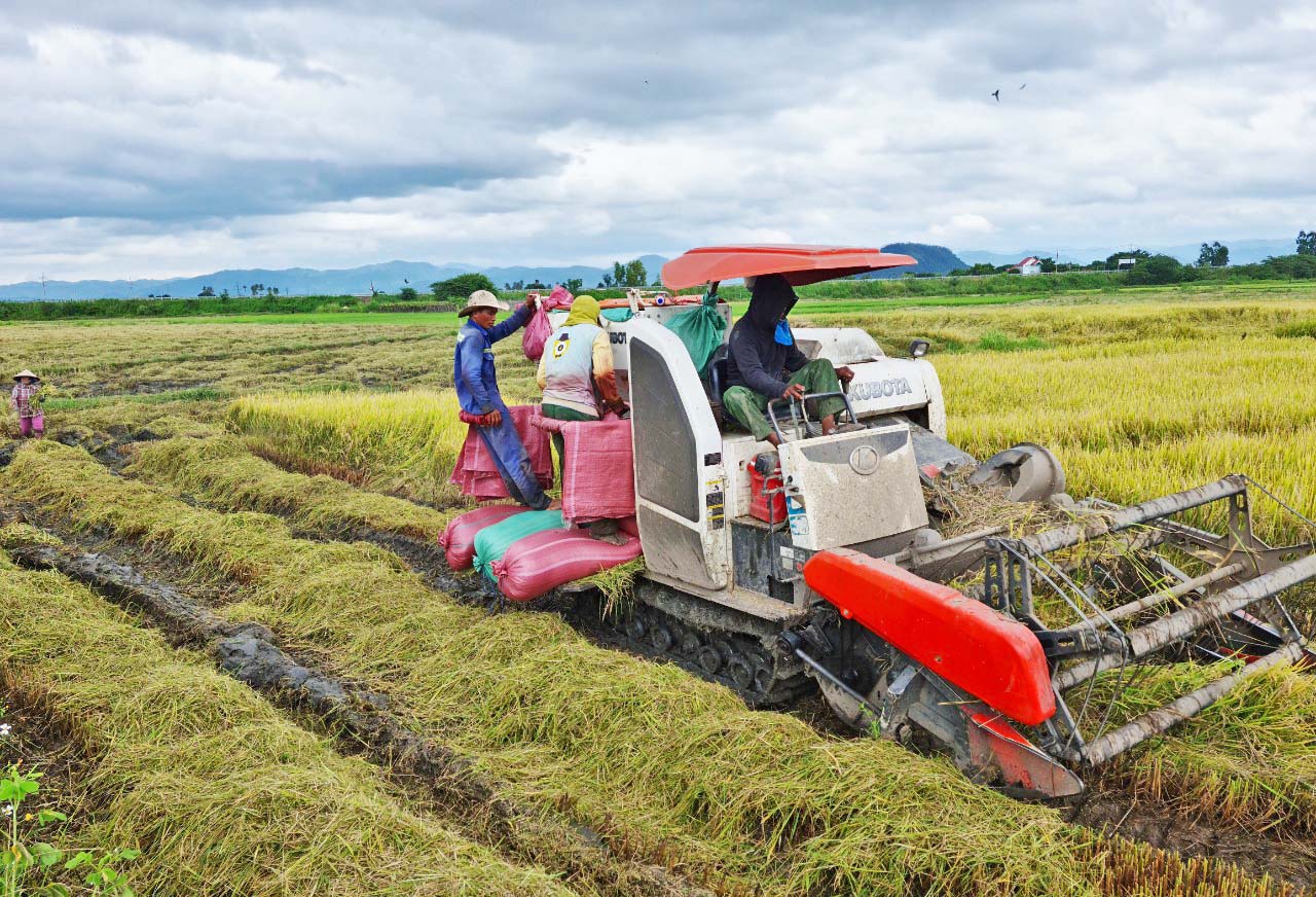 Người dân Krông Pa thu hoạch lúa vụ mùa. Ảnh: Lê Nam