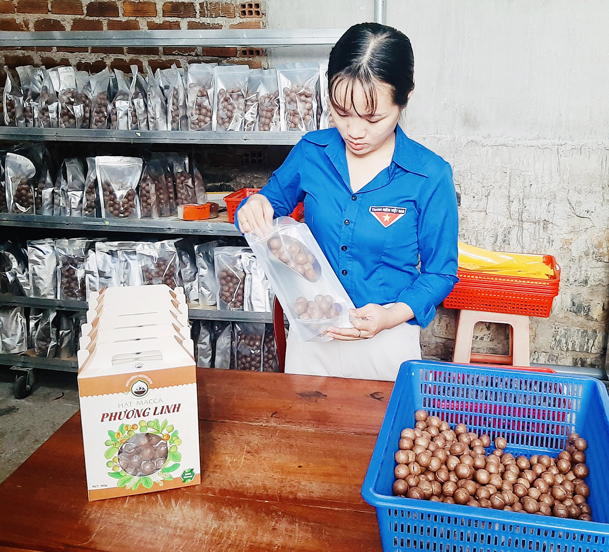  Chị Đỗ Thị Thu Hằng (chuyên viên Huyện Đoàn Kbang) đang đóng gói sản phẩm macca sấy nứt hạt. Ảnh: Phan Lài