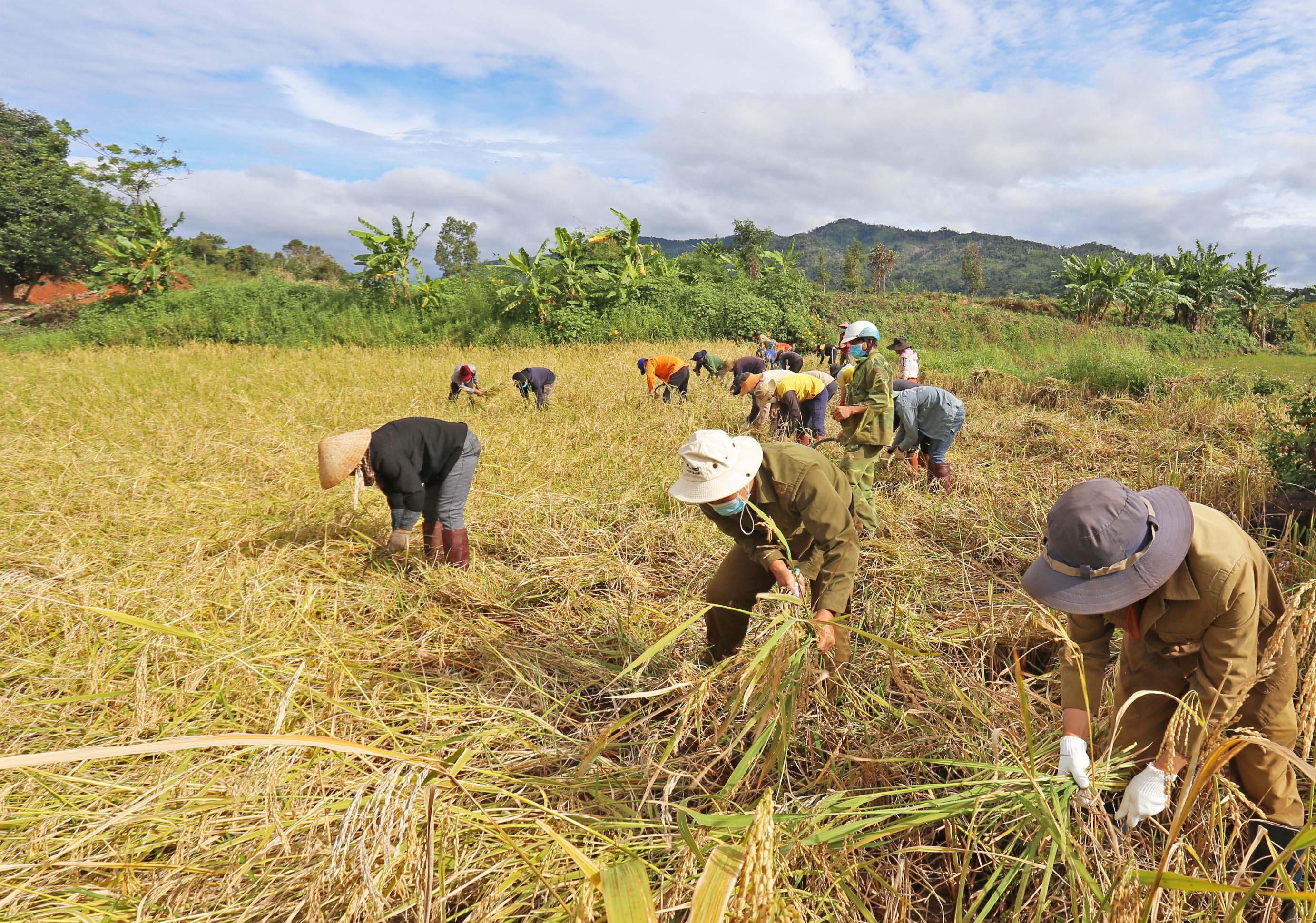 Hàng chục nông dân của xã Nam Yang đã xung phong gặt lúa cho bà con xã Hà Bầu. Ảnh: Lê Văn Ngọc
