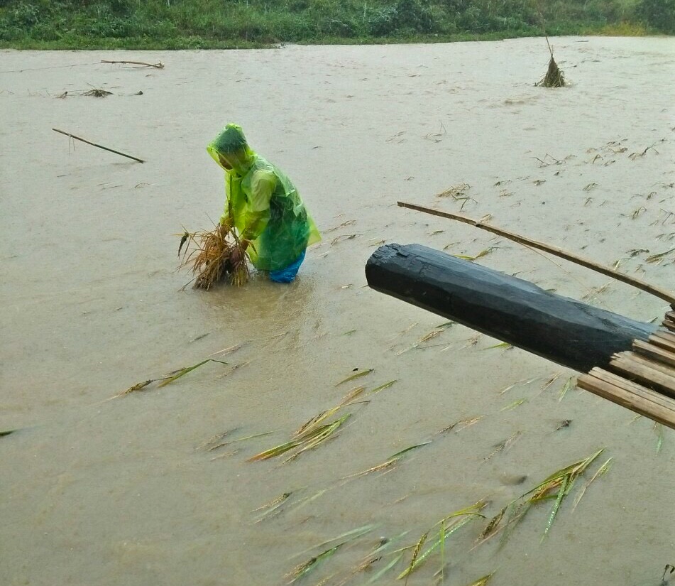Mưa lớn kéo dài làm hơn 100 ha lúa ở huyện Kbang bị ngã đổ, ngập nước. Ảnh: Ngọc Minh