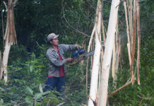 Kông Chro: Trồng rừng sản xuất để thoát nghèo