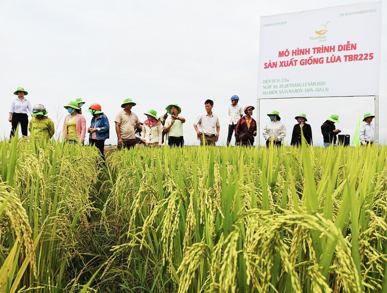 Hội thảo đầu bờ mô hình liên kết sản xuất cánh đồng lúa lớn một giống tại xã Ia Ma Rơn. Ảnh: Vũ Chi