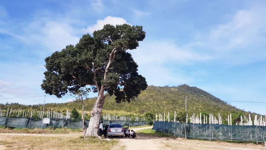 Diện tích đất của bà Miên bị chiếm đoạt tại xã Ia Le, huyện Chư Pưh. Ảnh: Lê Anh