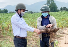 Krông Pa: Người trồng mì thiệt hại nặng do mưa lũ