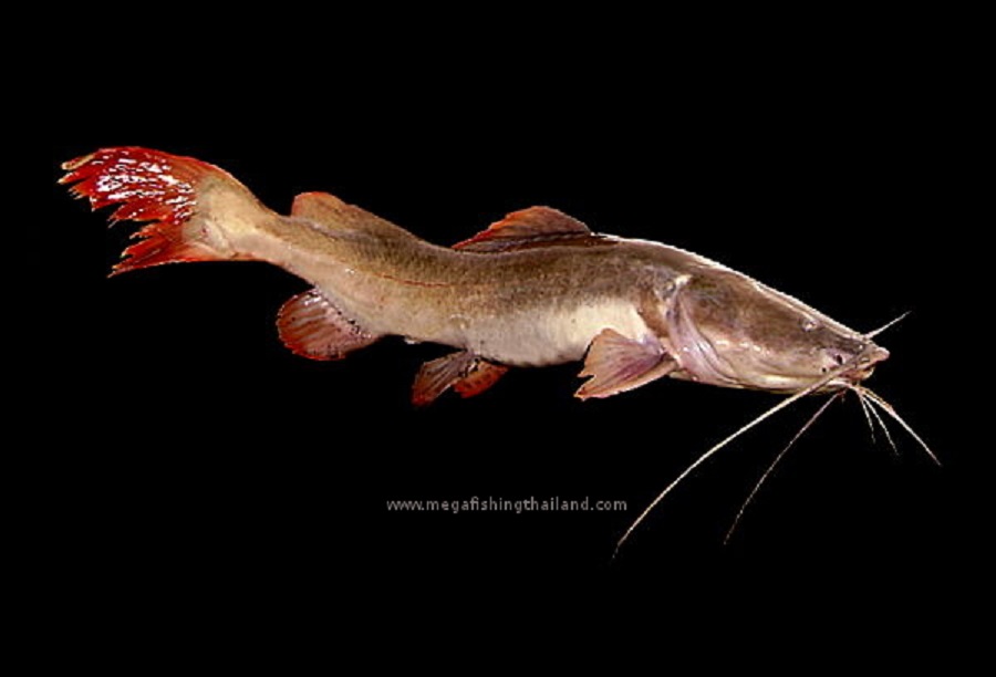 Cá lăng đuôi đỏ (Ảnh: Megafishingthailand) 1