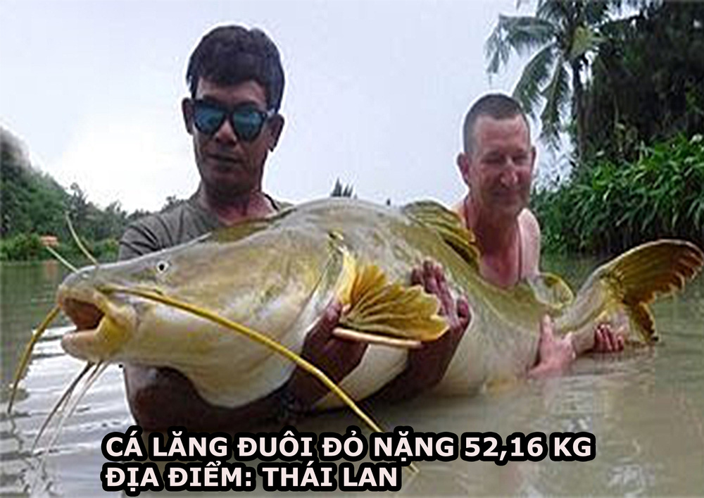 Cá lăng khủng ở Thái Lan (Ảnh: Fishing-worldrecords) 3